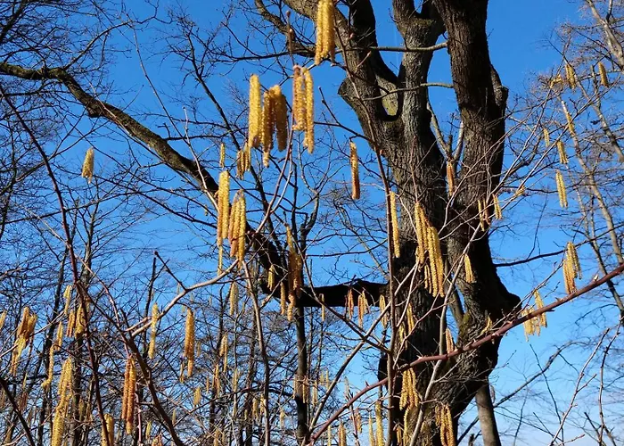 公寓 Wohnung-aublick 布茨巴赫